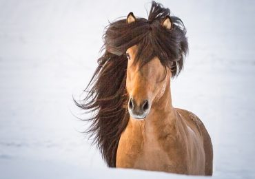 Pferd Andvari im Oedhof Bayern