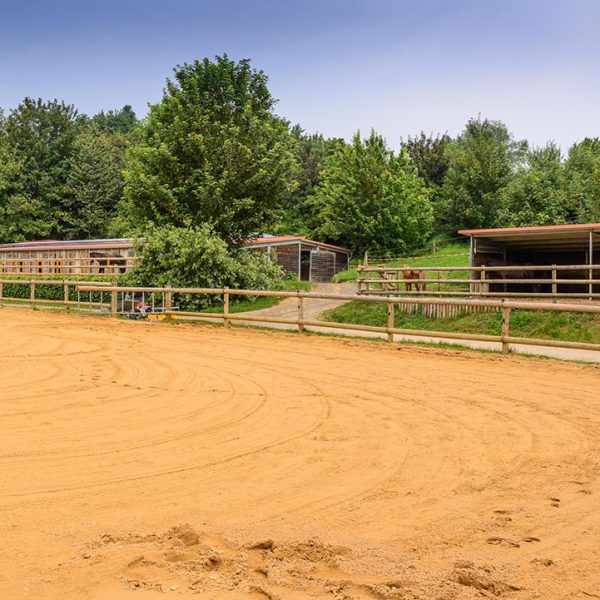 Pferde Dressur Bayern Oedhof