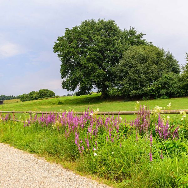 Landschaft Pferdehof Bayern Oedhof