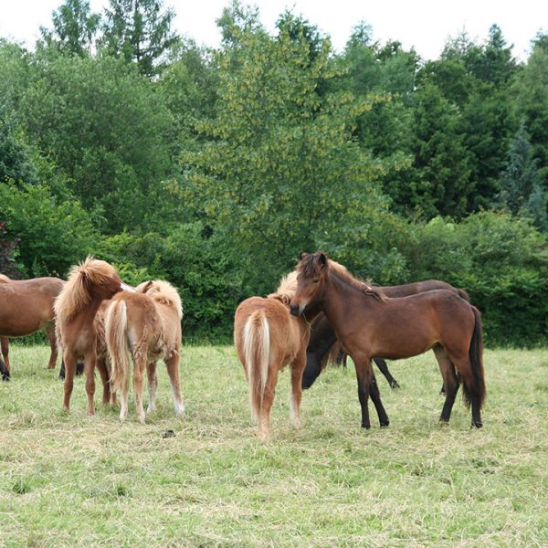 Pferde Pferdehof Oedhof Bayern