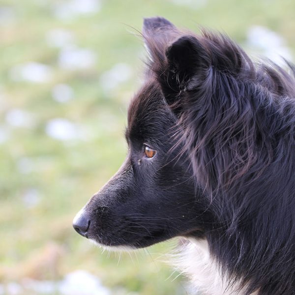 Hund im Oedhof Bayern