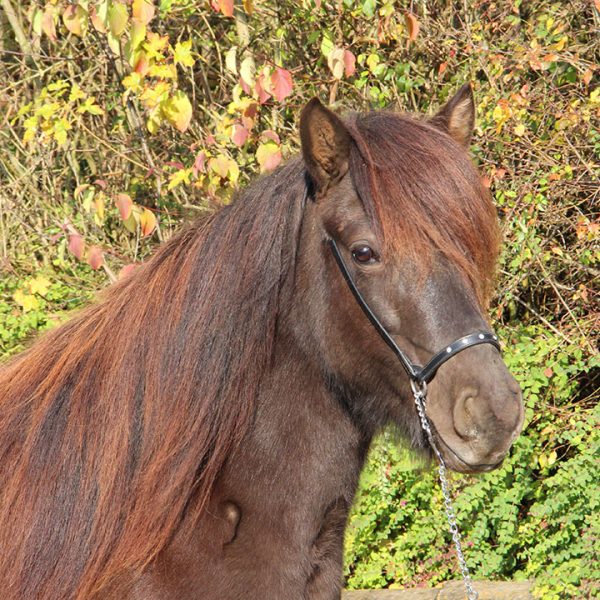 Pferde Pferdehof Oedhof Bayern