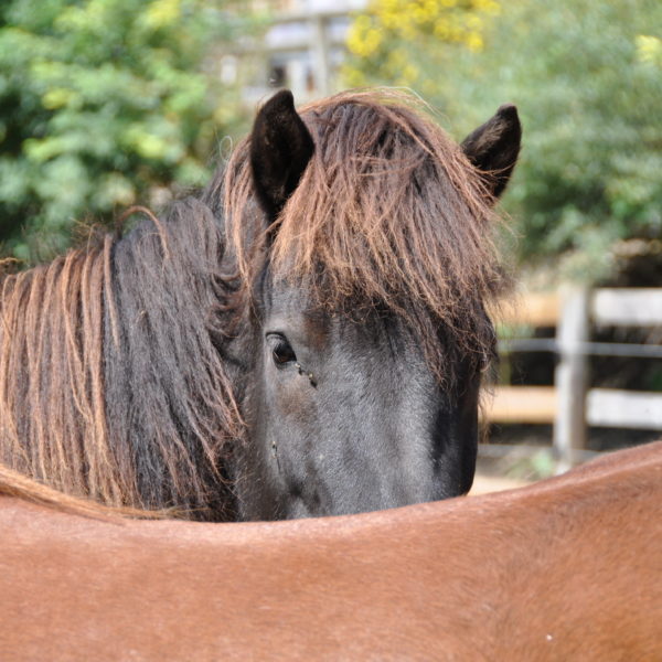 Draumey im Oedhoef