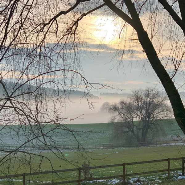 Islandpferde in Bayern Oedhof